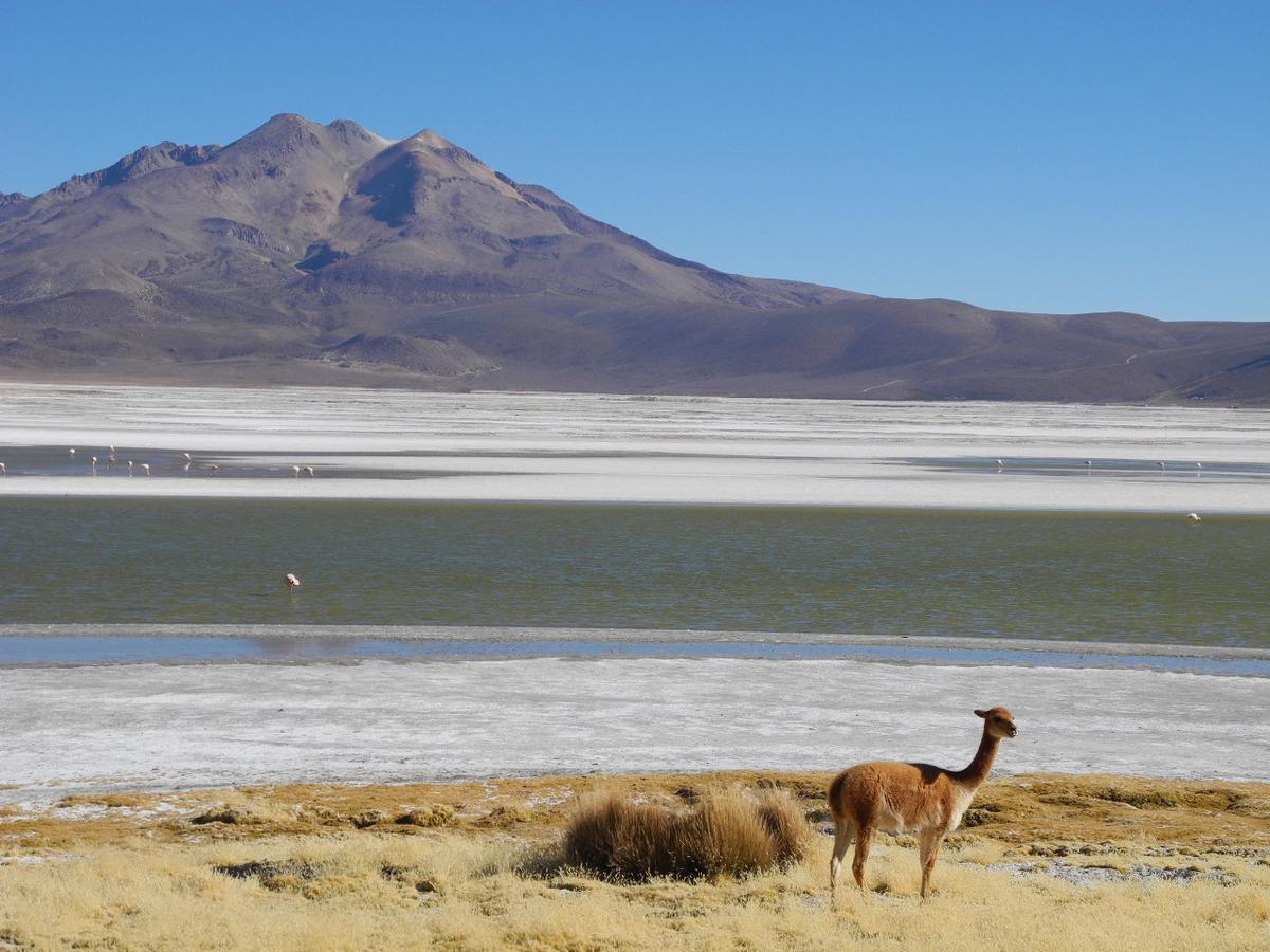 Hostal Vientos Del Altiplano Putre Exterior foto